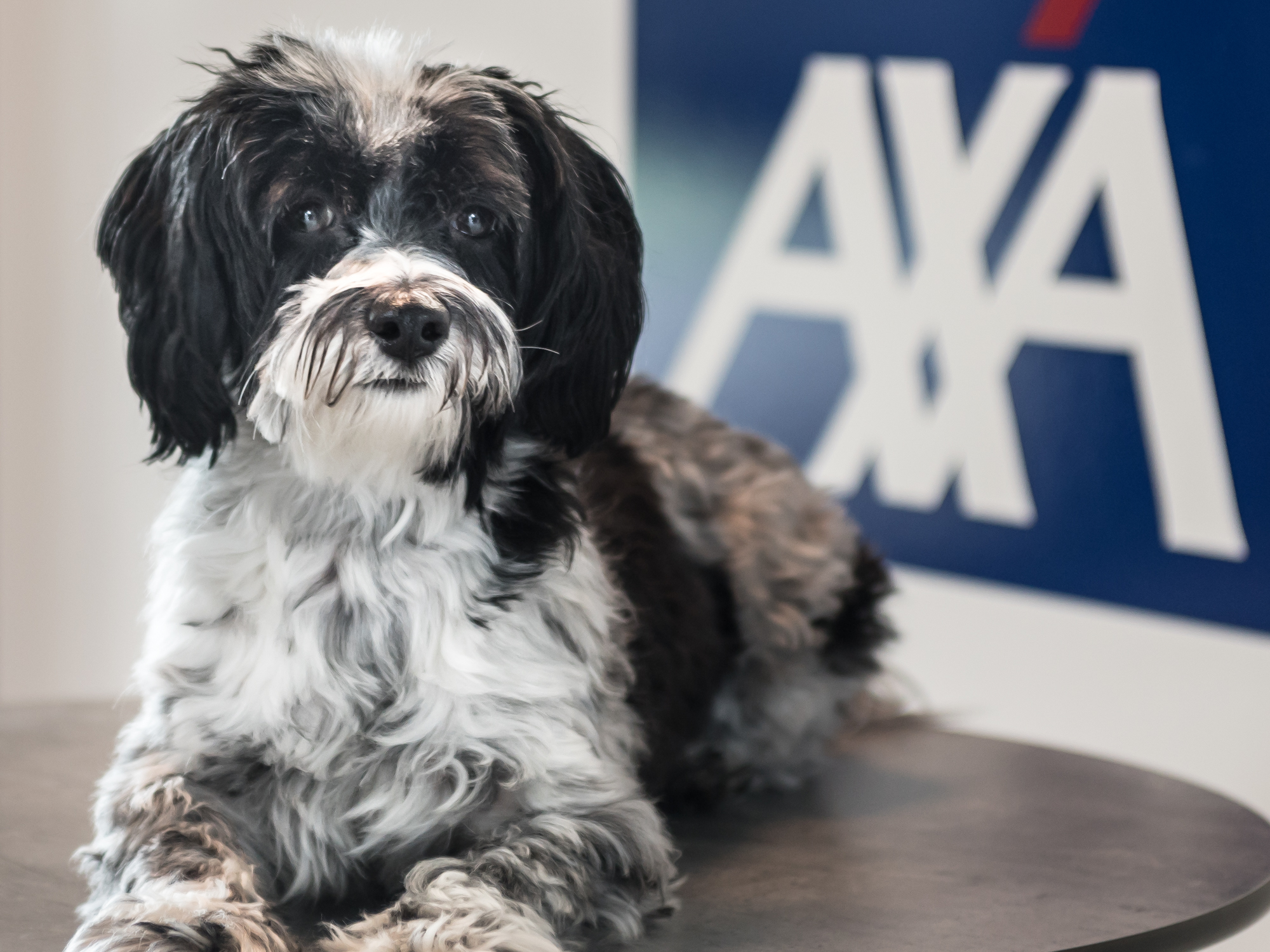 Bürohund Emma Bürohund Emma