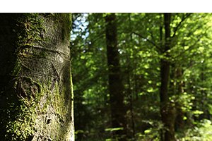 AXA Pfaffenhofen-Heißmanning Rainer Steinberger | Waldbrand/sturmversicherung AXA Pfaffenhofen-Heißmanning Rainer Steinberger | Waldbrand/sturmversicherung