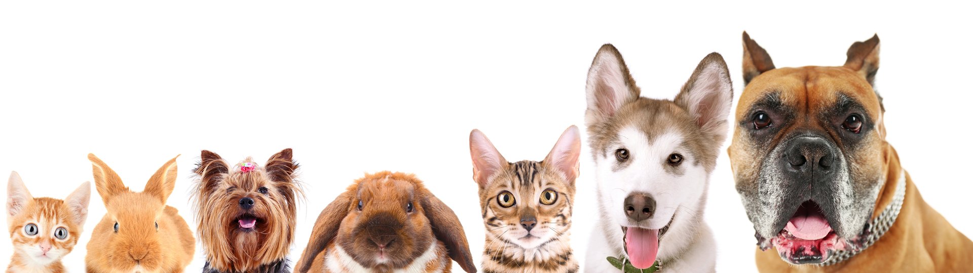 Uelzener Tierversicherung - Logo