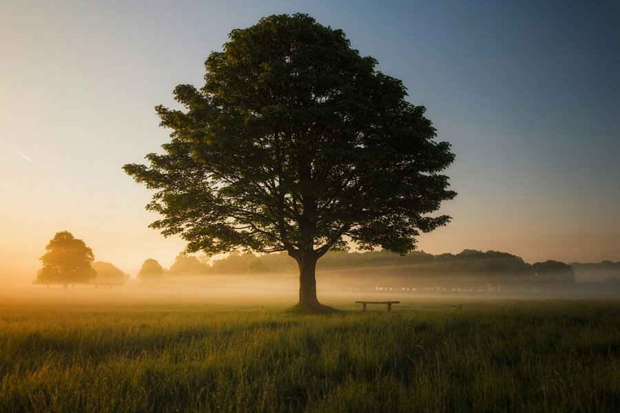 Gro&szlig;er einzelner Baum auf einer gr&uuml;nen Wiese im warmen Licht des Sonnenaufgangs. Leichter Nebel liegt &uuml;ber der Landschaft, neben dem Baum steht eine Bank.
