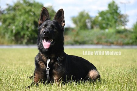 Ein schwarzer Deutscher Schäferhund mit hellbraunen Abzeichen liegt auf einer Wiese und blickt aufmerksam nach vorne. Der Hund trägt ein Brustgeschirr und hat die Zunge heraushängend. Im Hintergrund ist grüne Vegetation unscharf zu erkennen. Der Schriftzug „Little Wild Wolves“ ist auf dem Bild eingeblendet.