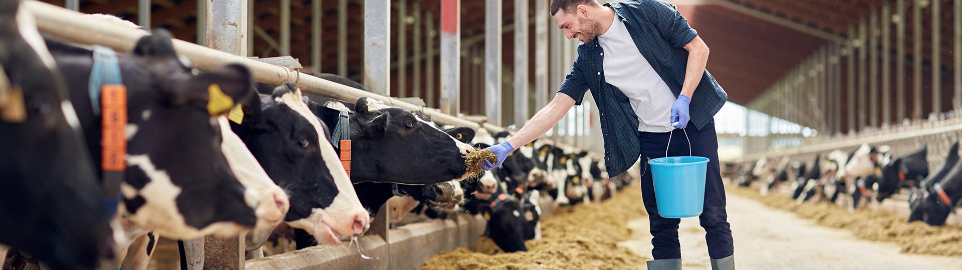 Versicherungen für Land- und Forstwirtschaft - Landwirt geht gut abgesichert seiner Arbeit im Stall nach