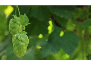 AXA Pfaffenhofen-Heißmanning Rainer Steinberger | Hopfensturmversicherung AXA Pfaffenhofen-Heißmanning Rainer Steinberger | Hopfensturmversicherung