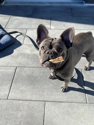 Eine graue Französische Bulldogge steht auf grauen Steinplatten im Freien und schaut mit aufgestellten Ohren in die Kamera. Sie hält ein Leckerli im Maul, neben ihr liegt eine blaue Tasche mit Leine.