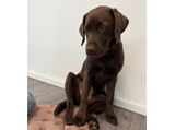Vertriebshund Ruby