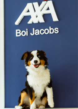 Bürohund Frieda