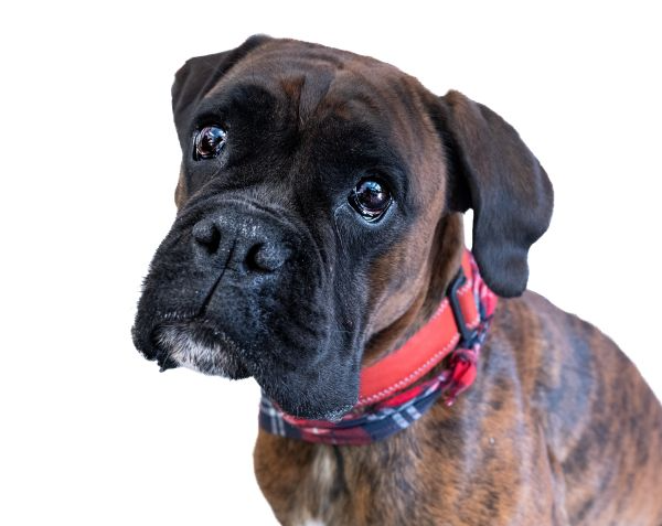 Agenturhund Hilde