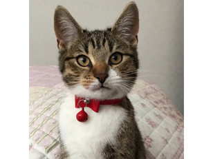 Agenturkatze Lily-Loredana Libido