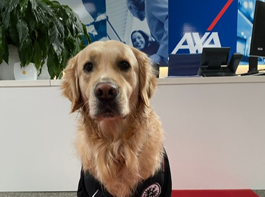 Bürohund Mylo