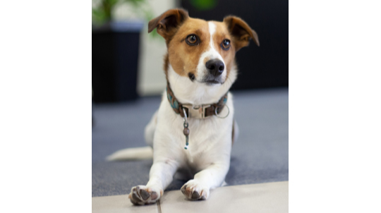 Agenturhund Flip