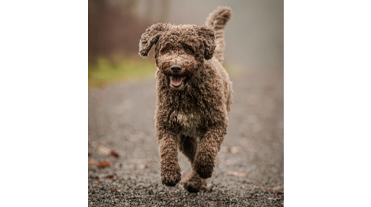 Spezialistin für gute Laune und Bewegung Agenturhund Mila