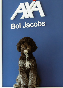 Bürohund Otto
