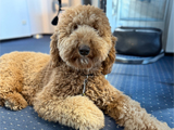 Lotti Agenturhund