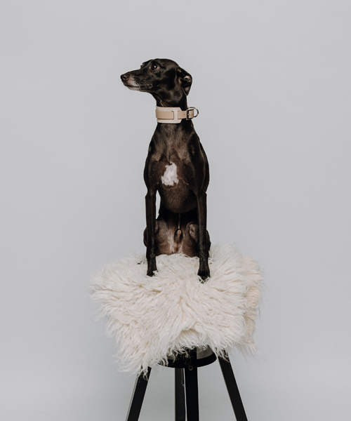 Bürohund Vito Bürohund Vito