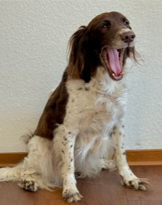 Agenturhund Jello