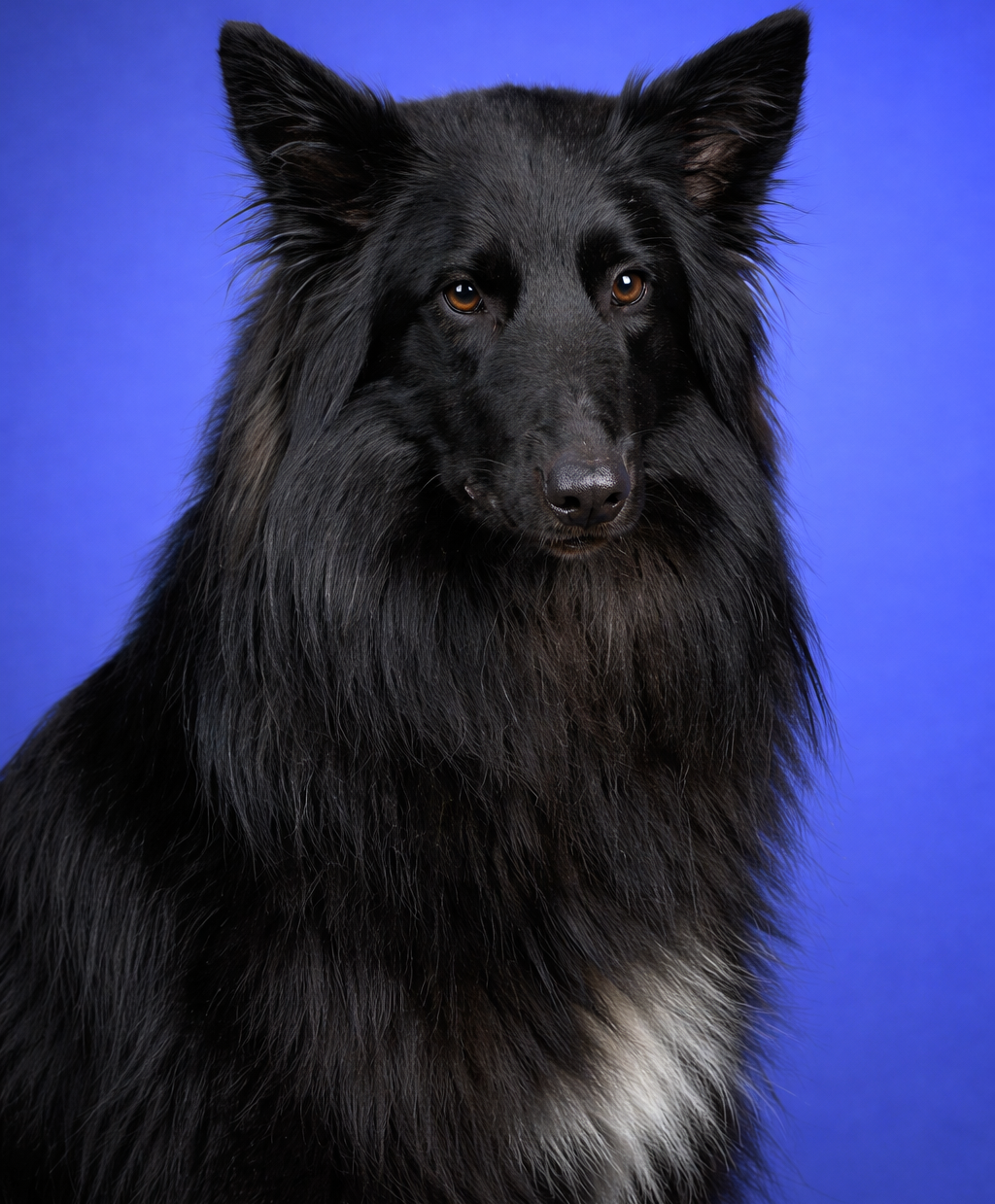 Agenturhund Beau
