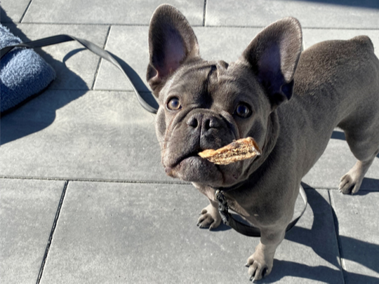 Bürohund Amy