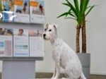 Agenturhund Karl Agenturhund Karl