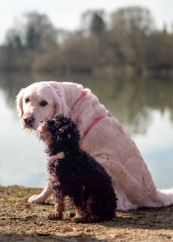 Bürohunde Anny & Eddy