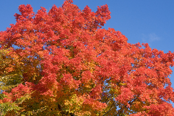 AXA Regionalvertretung Frank Mussler aus Friesenheim/Oberschopfheim