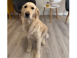 Bürohund Anny
