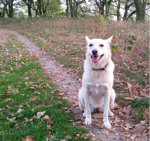 Glücklicher Hund dank OP-Versicherung