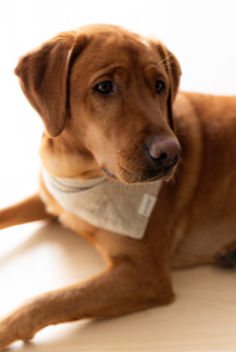 Lilli Chief Happiness Officer (CHO)