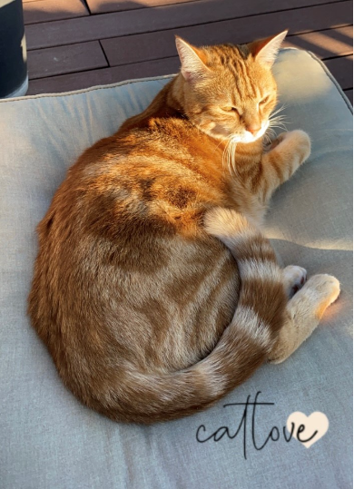 Neu! Die Katzen-OP Versicherung der Uelzener!