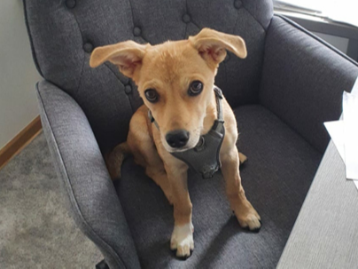 Maskottchen der Agentur Nala