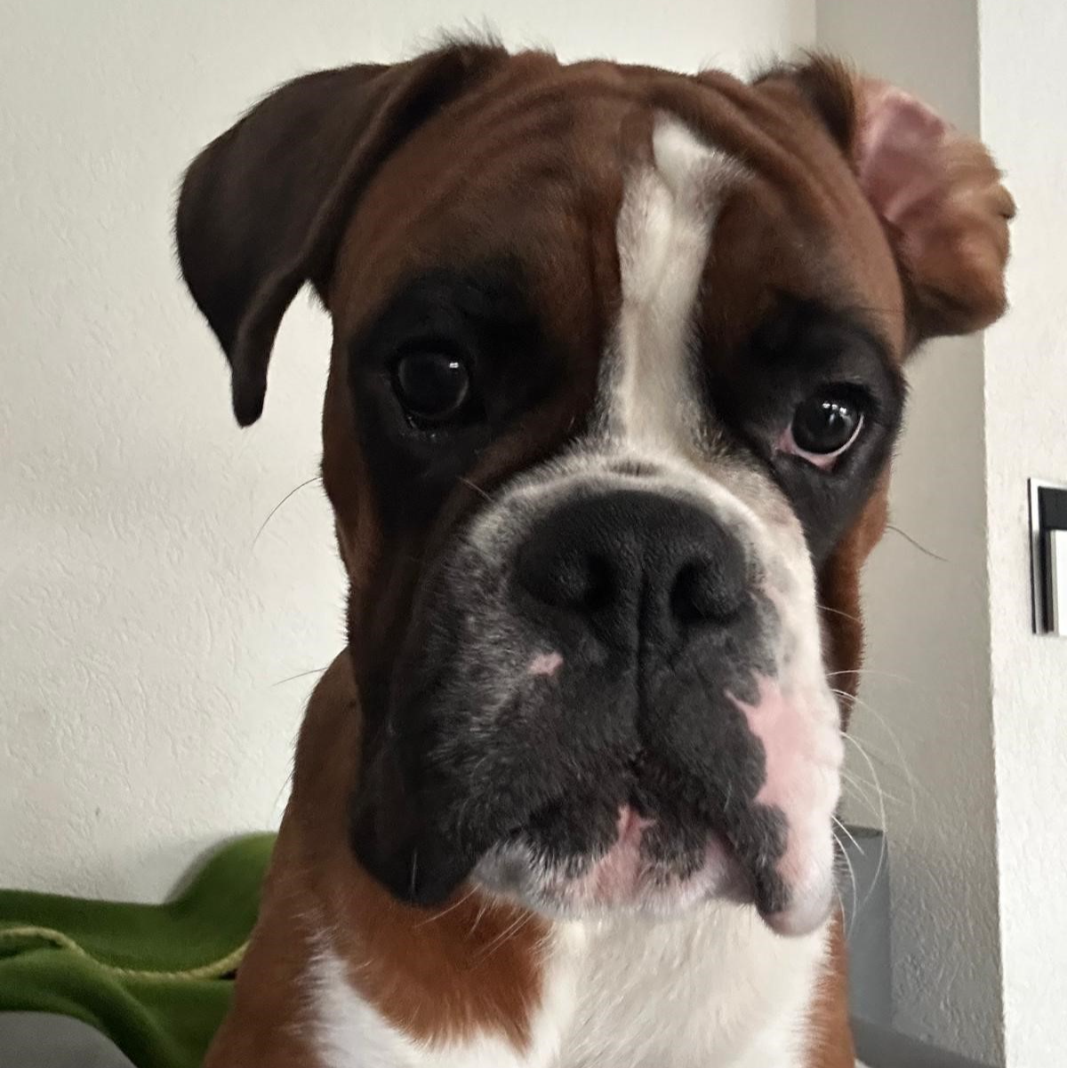 Assistent der Geschäftsleitung Carlo