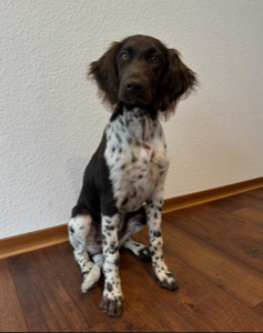 Agenturhund Holly