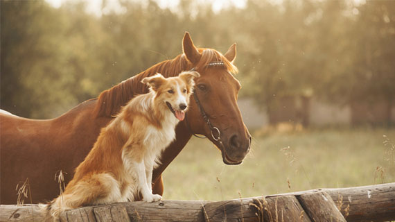 ein Hund und ein Pferd stehen nebeneinander auf einer Weide